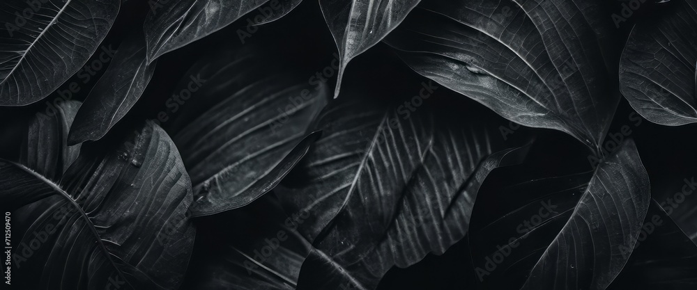 Fototapeta premium Textures of abstract black leaves for tropical leaf background. Flat lay, dark nature concept