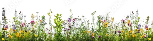 Grassy area with spring wild flower field background photo