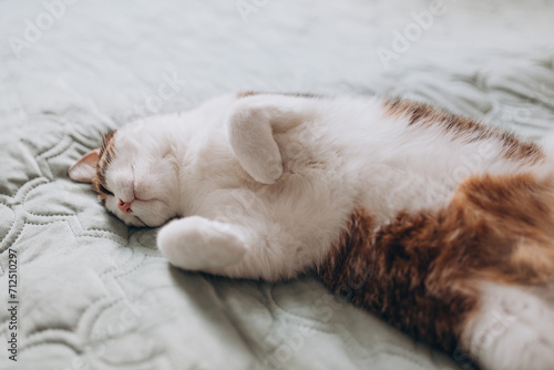 Cute White cat with gray spots sleeps in a bed. The cat is resting, soft focus. Funny home pet. Concept of relaxing and cozy wellbeing. Sweet dream. Full body
