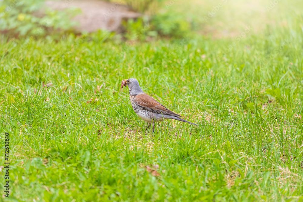 Wood bird Fieldfare, Turdus pilaris, on a sprng lawn. Wood bird Fieldfare, Turdus pilaris, on a sprng lawn.