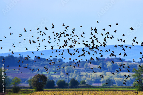 Uccelli in volo, Toscana photo