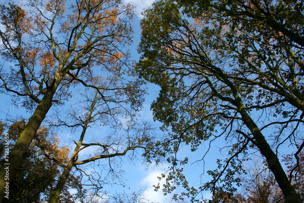 Fototapeta premium sky and trees as background