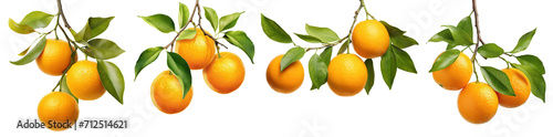 Set of branches with ripe, delicious oranges, cut out