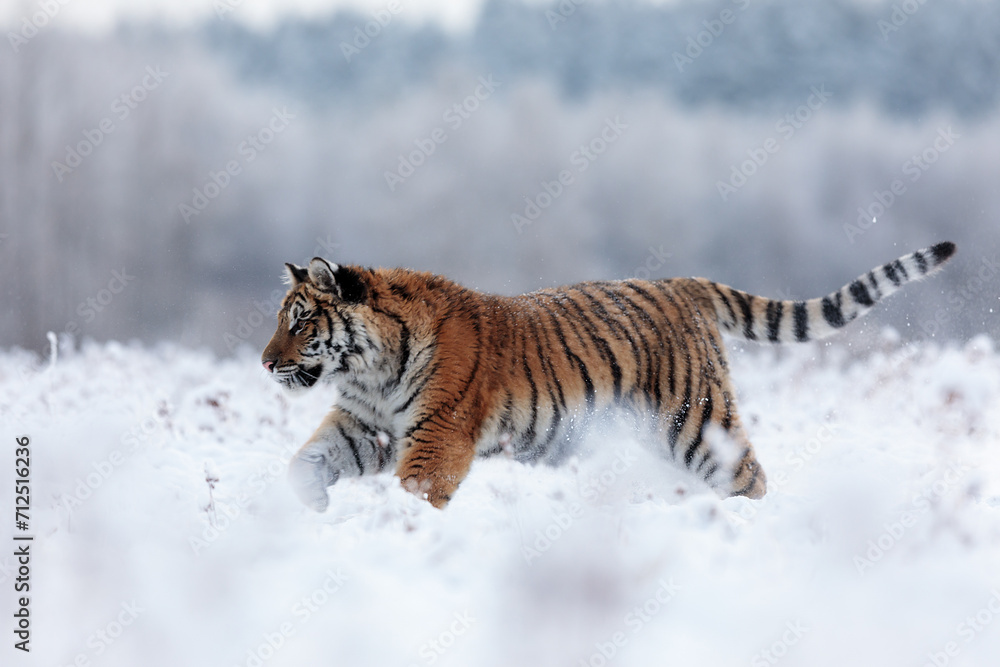 Obraz premium Siberian tiger (Panthera tigris tigris) In winter in the snow