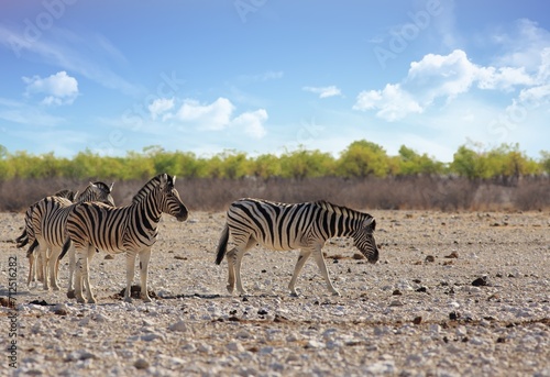Three Common Burchell Zebra standing on the arid dusty African plains in Etosha, Namibia