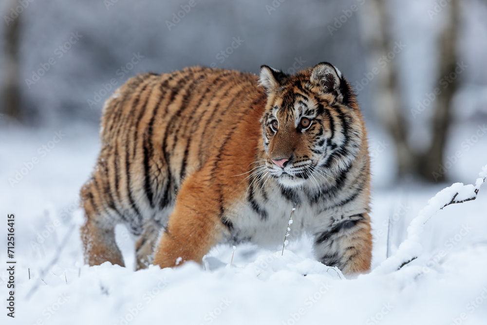 Obraz premium Siberian tiger (Panthera tigris tigris) in the deep snow
