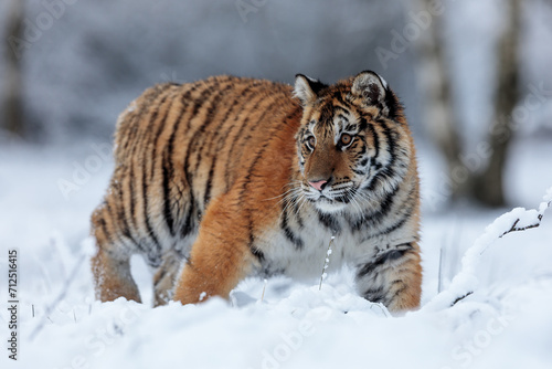 Siberian tiger (Panthera tigris tigris) in the deep snow