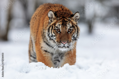 Siberian tiger  Panthera tigris tigris  front view