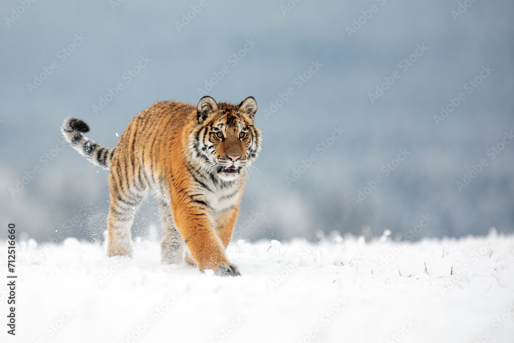 Obraz premium Siberian tiger (Panthera tigris tigris) on the horizon in the snow