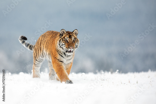 Siberian tiger (Panthera tigris tigris) on the horizon in the snow