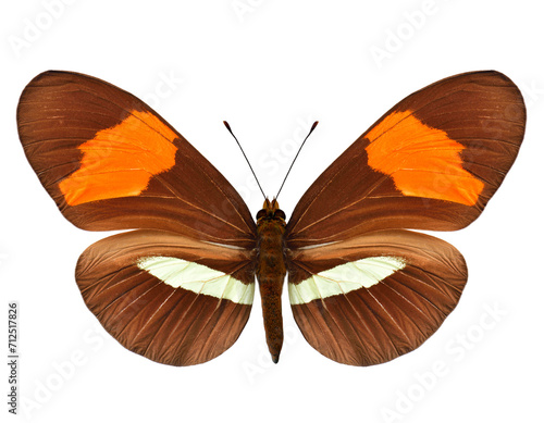 heliconius melpomene rosina beautiful fancy butterfly originated from central and south america