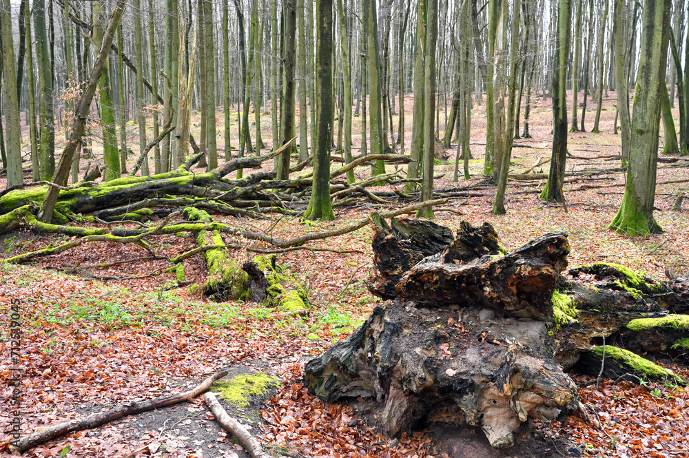 Jasmund National Park primeval forest Jasmund National Park primeval forest