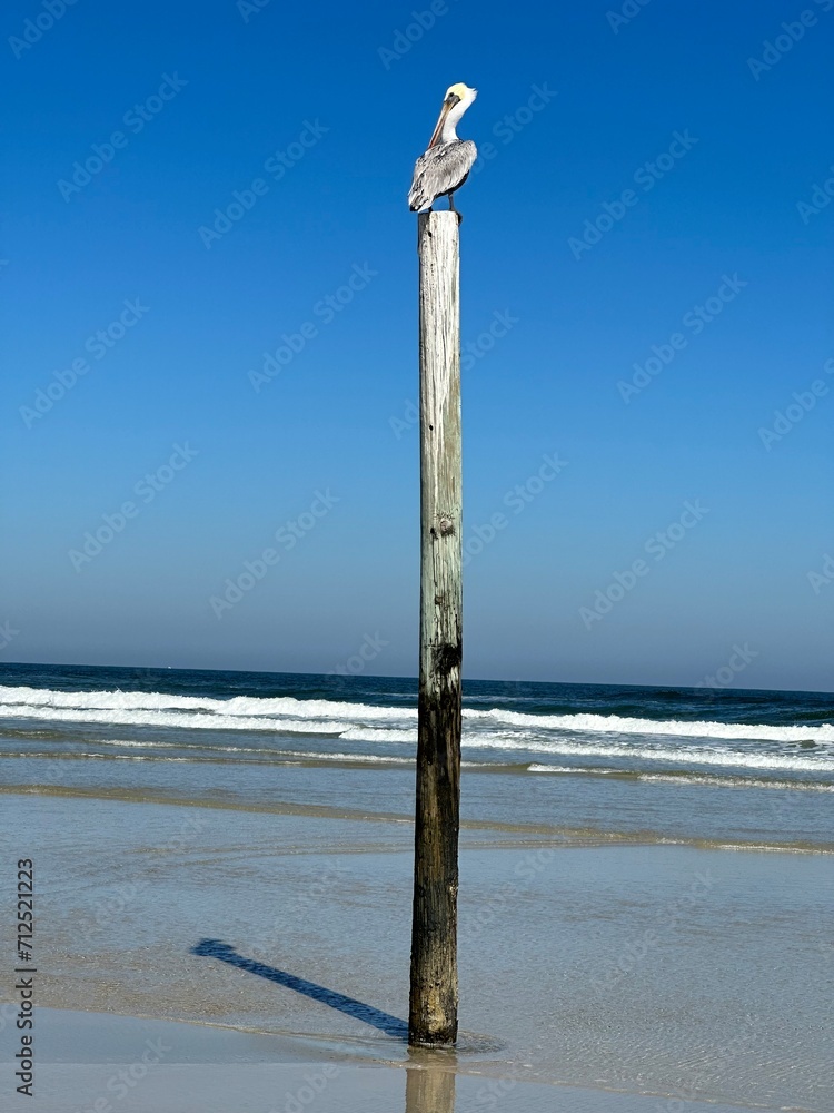 A brown pelican perches atop a tall wooden post at the ocean's edge under the clear blue skies of Ponce Inlet Beach, Florida.