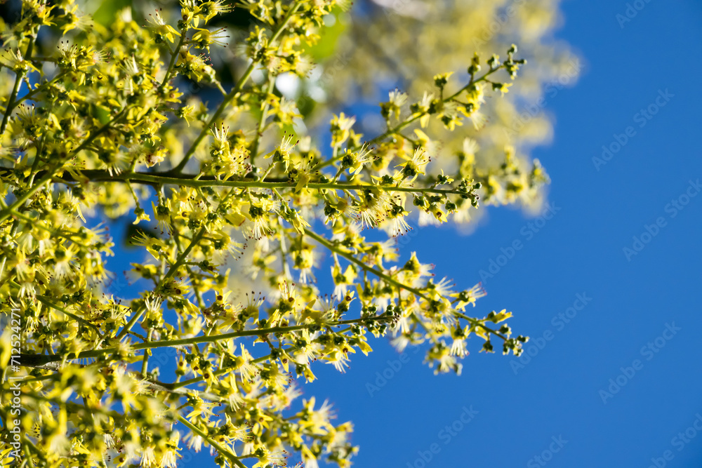 Beautiful flamegold rain tree flowers in the park. Beautiful flamegold rain tree flowers in the park.