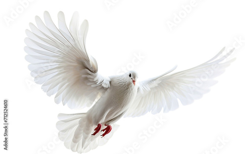 A Dove On Transparent Background.