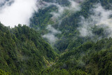 Lush greenery mountain with the foggy mist