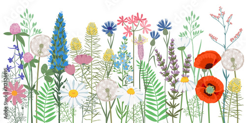 Hand drawn vector illustration. Summer horizontal background wildflowers. Blooming meadow