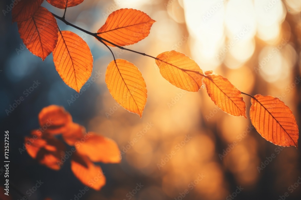 Autumn dry leaves in sunlight with blue background Autumn dry leaves in sunlight with blue background