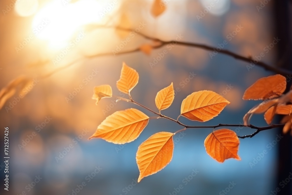 Autumn dry leaves in sunlight with blue background
