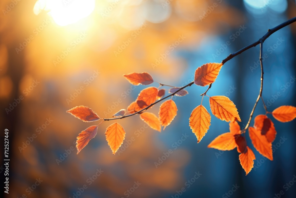 Autumn dry leaves in sunlight with blue background Autumn dry leaves in sunlight with blue background