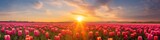 A vibrant tulip field panorama at sunrise, with the first light touching the colorful blossoms