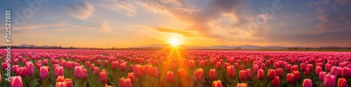 A vibrant tulip field panorama at sunrise,  with the first light touching the colorful blossoms photo