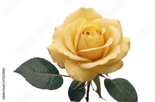 yellow rose isolated 