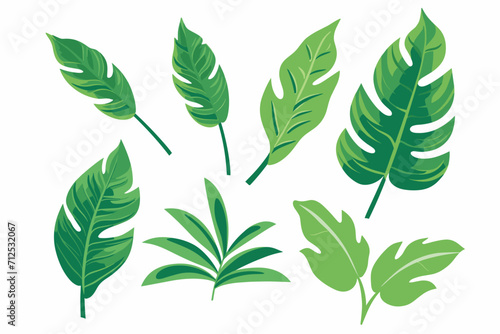 Tropical leaves collection. Vector isolated elements on the white background.