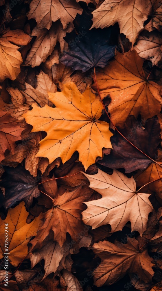 Autumn leaves on the ground Autumn leaves on the ground