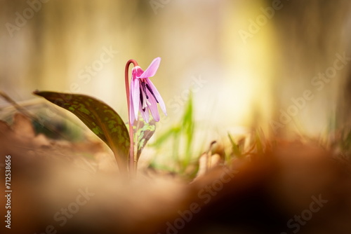 Erythronium dens-canis. It is the only species of the genus Erythronium growing in Europe. It is widespread in southern and central Europe. Free nature. A beautiful picture of a plant. Spring nature.  photo