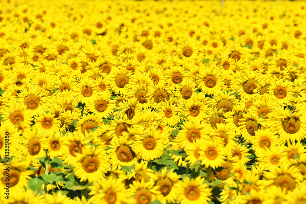 Girasoli in Toscana Girasoli in Toscana