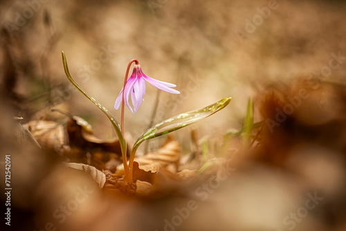 Erythronium dens-canis. It is the only species of the genus Erythronium growing in Europe. It is widespread in southern and central Europe. Free nature. A beautiful picture of a plant. Spring nature. 