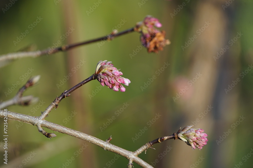 leaf, season, macro, pink, tree, color, flower, branch, blooming, beauty, viburnum × bodnant ,Dawn, the Bodnant viburnum, is a group of hybrid flowering plant cultivars of garden origin. January 2024. leaf, season, macro, pink, tree, color, flower, branch, blooming, beauty, viburnum × bodnant ,Dawn, the Bodnant viburnum, is a group of hybrid flowering plant cultivars of garden origin. January 2024.