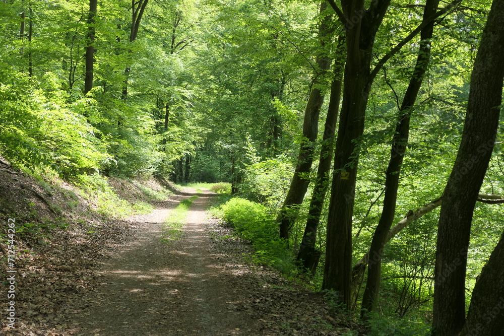 Fototapeta premium Waldweg im Westerwald