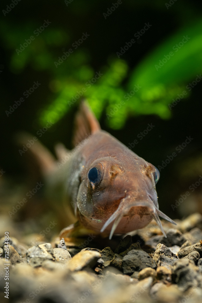 Brown armadillo fish under the surface. Brown armadillo fish under the surface.