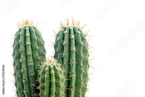 cactus isolated on white