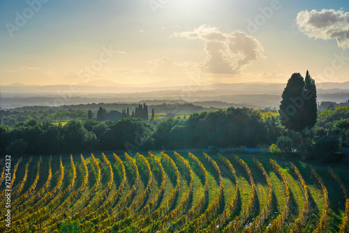 San Gusme Chianti vineyards panorama at sunset. Tuscany  Italy