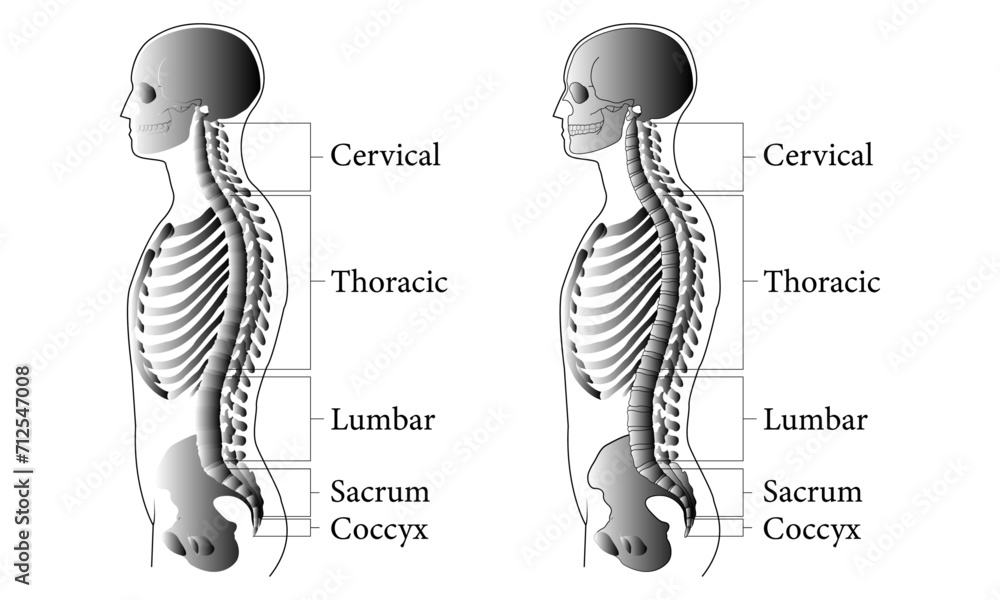 medical-education-chart-of-biology-for-human-body-organ-system-diagram