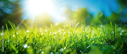 Spring or Summer Green Grass field with sunny bokeh background