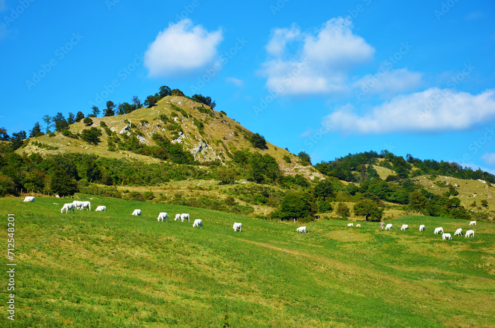 Fototapeta premium Pascolo montano