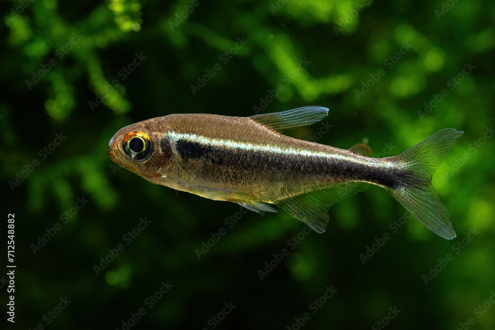 Black neon fish with plants in the background. Black neon fish with plants in the background.