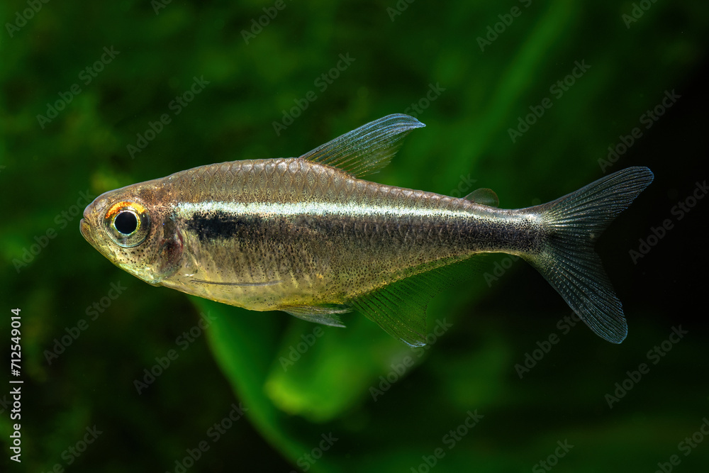 Fototapeta premium Black neon fish with plants in the background.