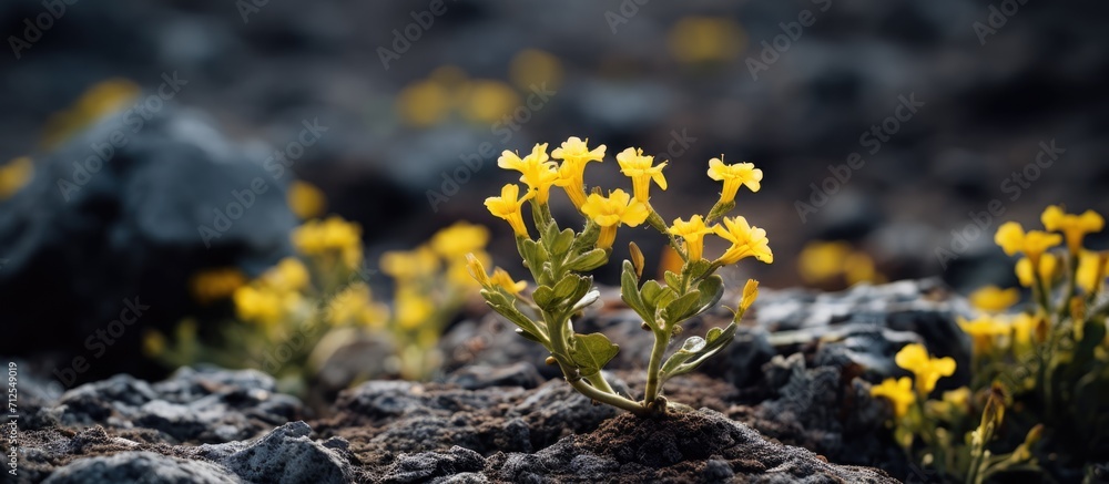 Tiny yellow flowers photographed near Mount Etna on rough terrain.