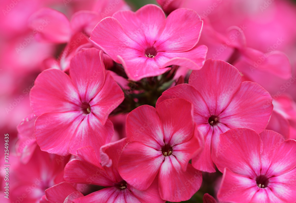 Red phlox flowers in a garden, top view Red phlox flowers in a garden, top view