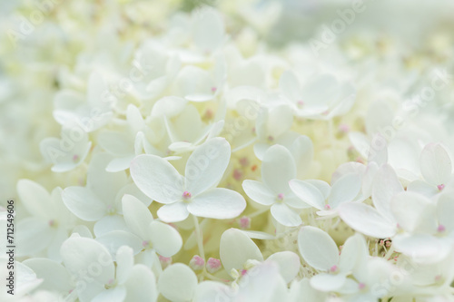 white hydrangea flowers as background