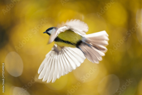 Bird flying on colorful background. The great tit