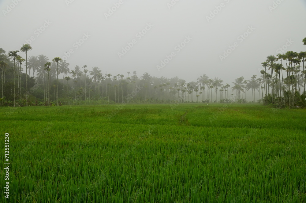 Obraz premium Paddy field @ Wayanad