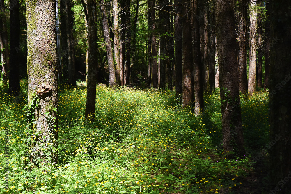 Fototapeta premium Dentro il bosco...