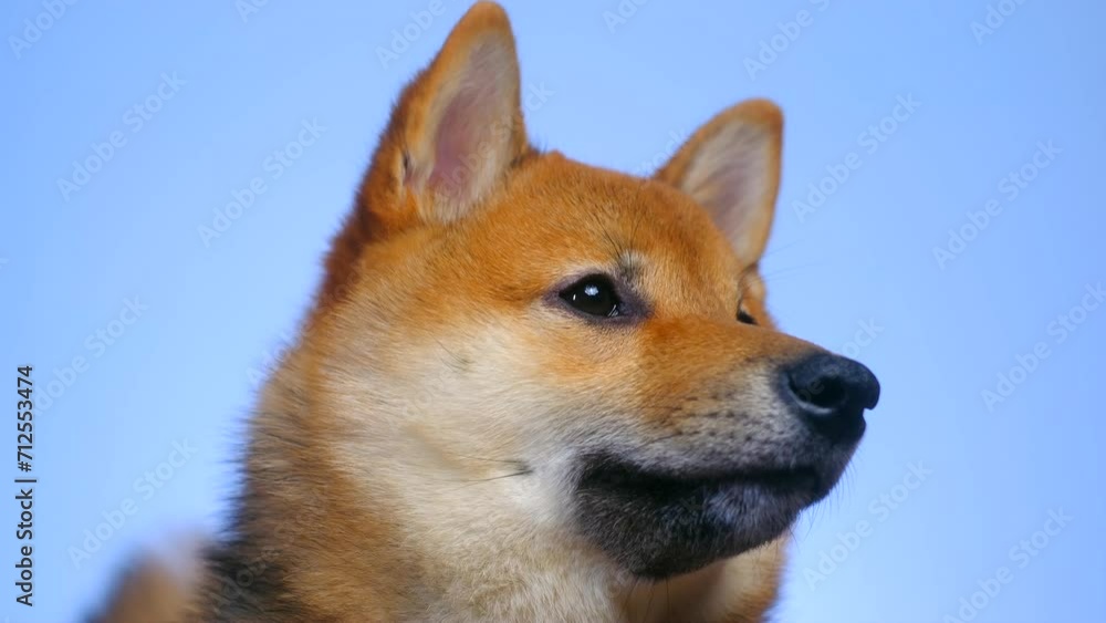 Portrait of Japanese Shiba Inu pet doggy. A cute puppy close up on blue plain background. Color dog red sesame. side view Portrait of Japanese Shiba Inu pet doggy. A cute puppy close up on blue plain background. Color dog red sesame. side view