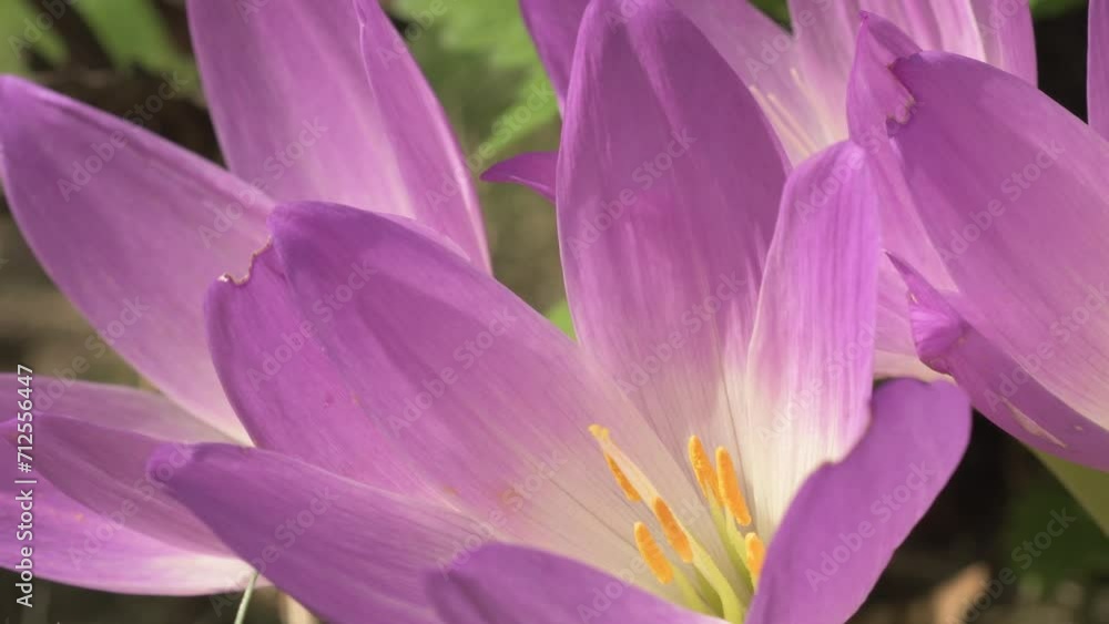 flowering violet crocuses at sunny autumn day. macro flowering violet crocuses at sunny autumn day. macro